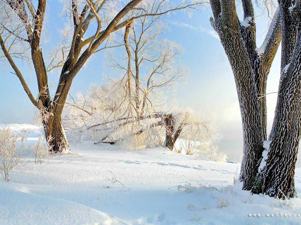 Январь году начало зимы. Дуб зимой. Середина зимы. Зеленые деревья зимой. Зимние дуб и береза.